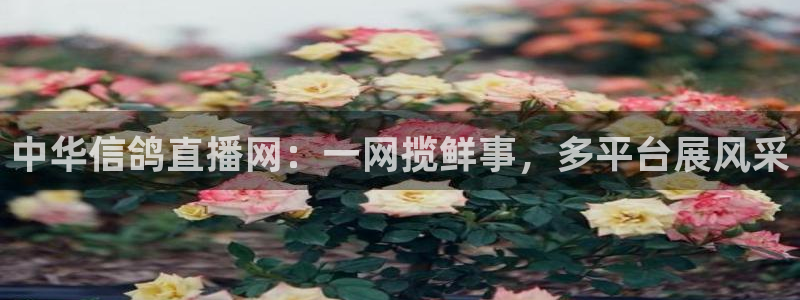 jrkan直播nba：中华信鸽直播网：一网揽鲜事，多平台展风采